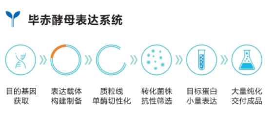 2、畢赤酵母表達(dá)系統(tǒng).png