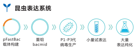 1、 昆蟲表達(dá)系統(tǒng).png