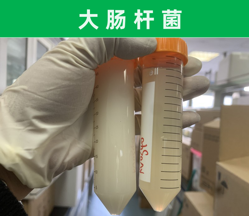 5、大腸桿菌對比.png