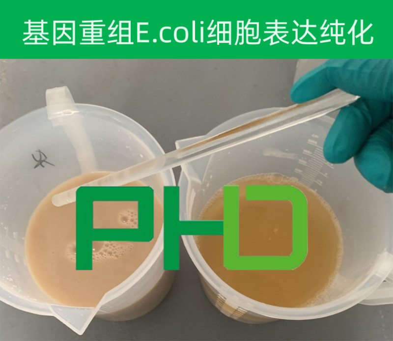 2、大腸桿菌細胞破壁.png